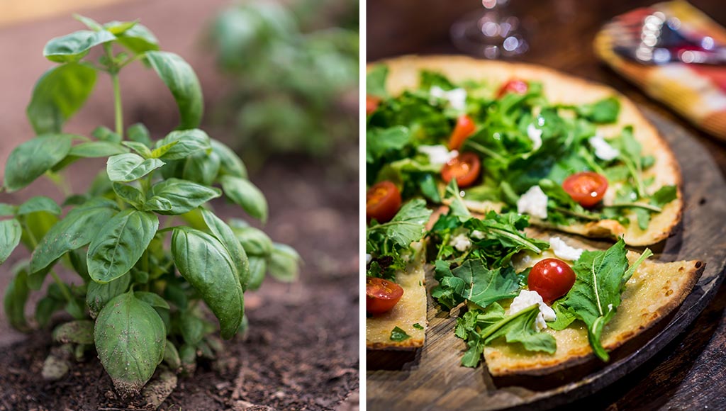 Photo d'une plante et d'une pizza servies chez Casavostra à Almancil