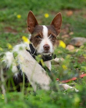 Besoin urgent de foyers d’accueil pour des chiens comme Casper et Bonnie