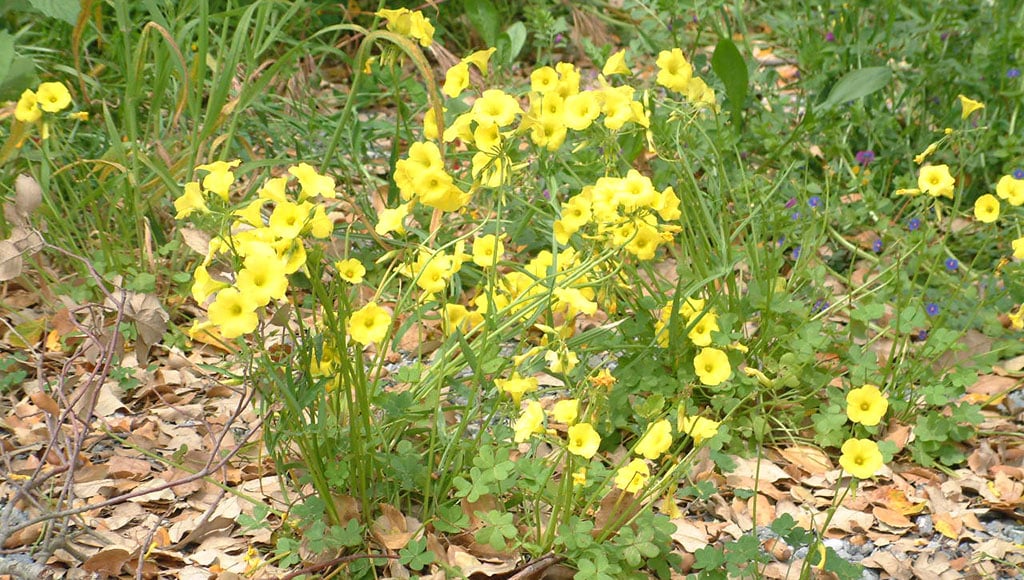 Oxalis pes-caprae