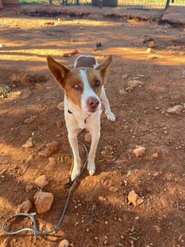 Pet Corner – Le parcours de Tito : des chaînes aux soins