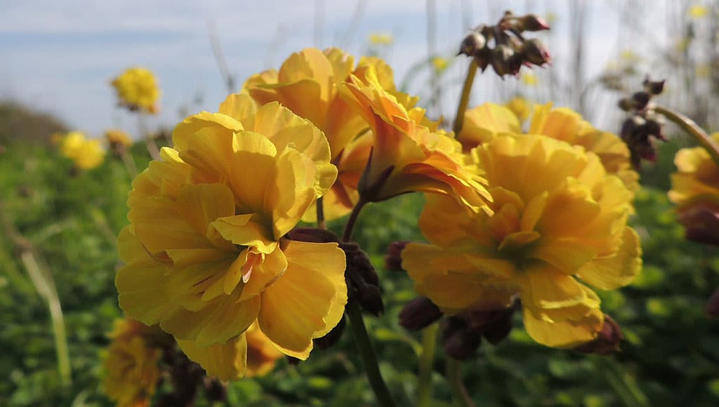 Oxalis fleurs doubles