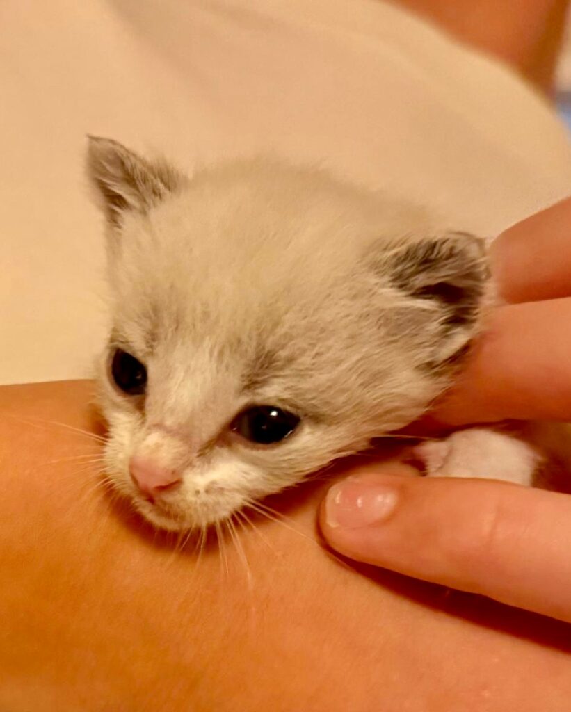 Newkittenslagos1