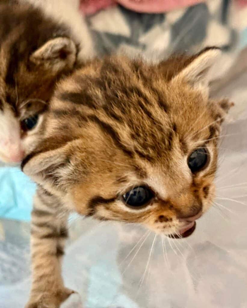 Newkittenslagos