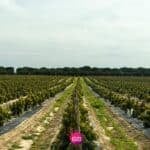 Investir dans l’agriculture portugaise : des rendements financiers et un droit de résidence à la clé