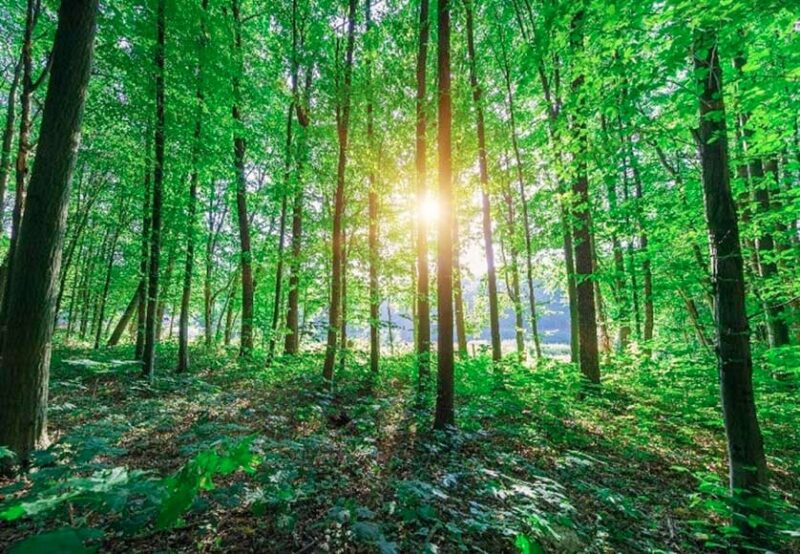Le Parlement adopte le plan « Floresta 2050 » du gouvernement