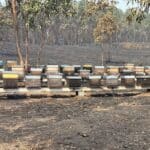 Incendies et climat : des apiculteurs en crise