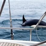 Une orque coule un nouveau voilier au large de la Costa da Caparica