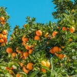 Les oranges de l’Algarve s’exportent