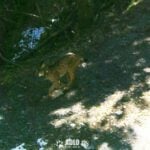 Un lynx ibérique né en Algarve repéré pour la première fois dans les Pyrénées