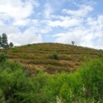 WWF Portugal lance une vaste initiative nationale de restauration écologique