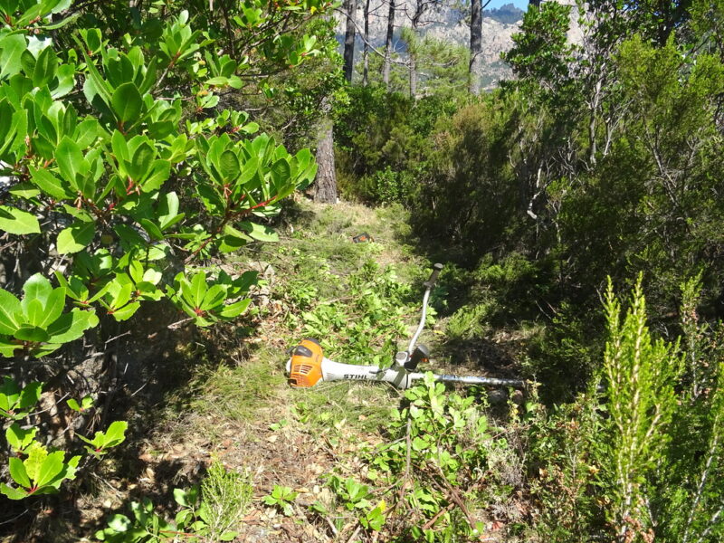 Des détenus mobilisés contre les feux de forêt