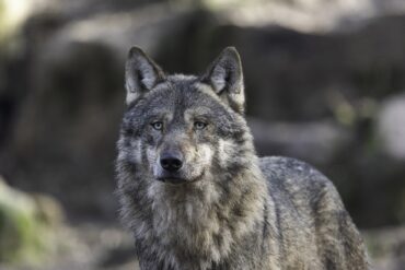 Les éleveurs veulent abolir la protection des loups