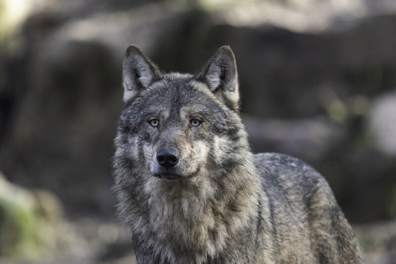 Les éleveurs veulent abolir la protection des loups