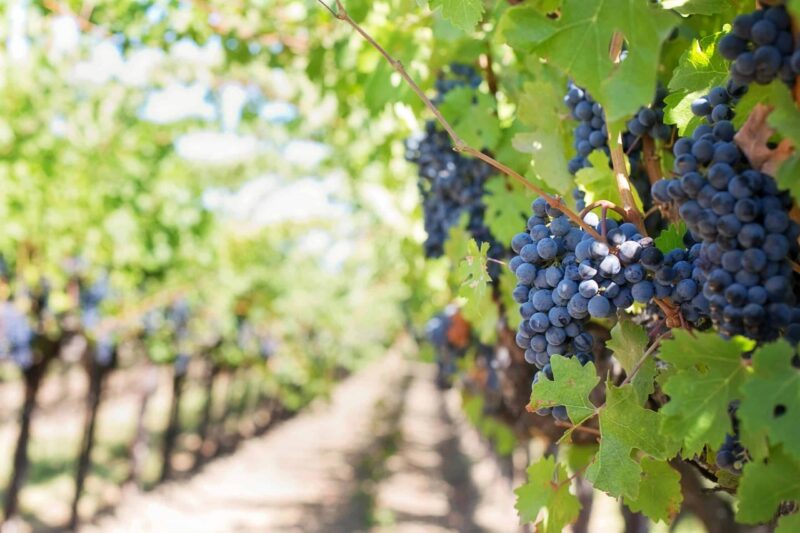La production de vin chute de 20 % cette année
