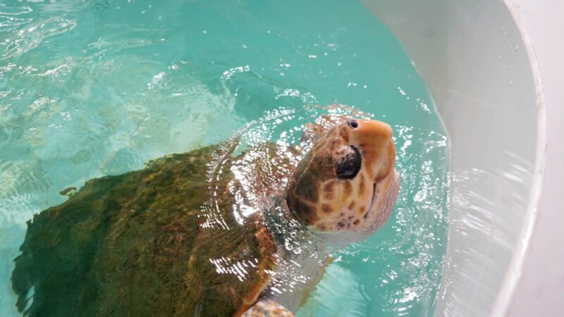 Une tortue de 120 kilos arrive en Algarve pour être réhabilitée