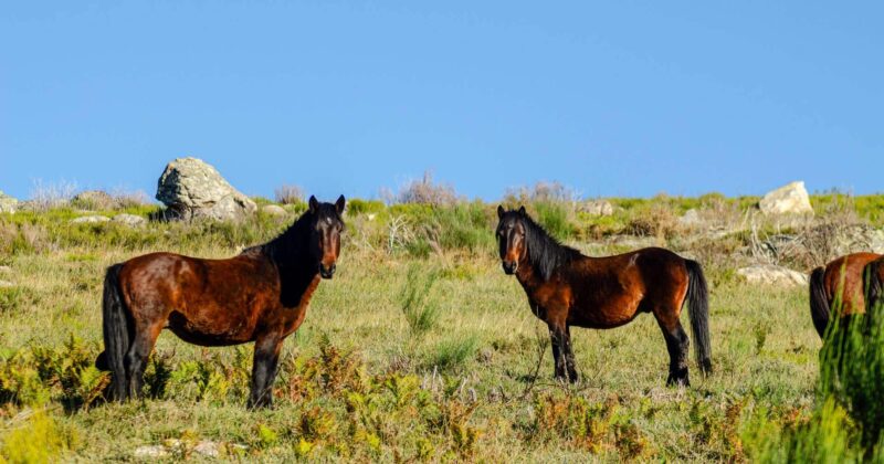 Le loup ibérique au cœur d’un bras de fer entre éleveurs et gouvernement