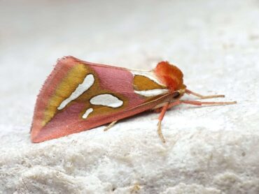 Les nouveaux papillons de nuit