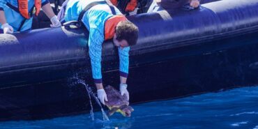 Deux tortues retrouvent l’océan