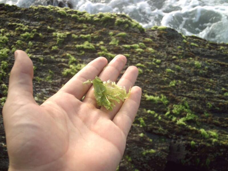 Une algue invasive s’installe sur les côtes portugaises