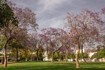 Reverdir les villes ou « greenwashing » ?