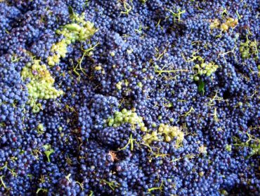Crise du Douro : des viticulteurs encore en colère
