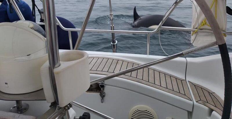 Attaques de nouveaux orques contre des yachts au large des côtes de Lagos et de Sagres