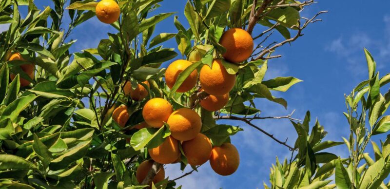 Les oranges de l’Algarve pressées par la sécheresse