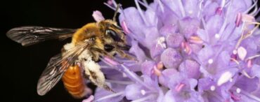 Les scientifiques surveillent les insectes pollinisateurs ; trouver plusieurs espèces d’intérêt