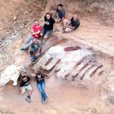 Un squelette de dinosaure de 25 mètres de long découvert dans le jardin d’un homme au Portugal