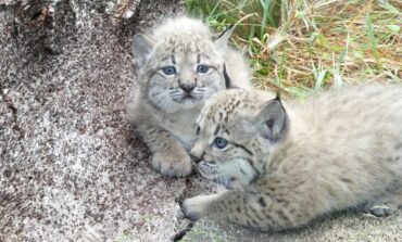 100e lynx né au centre de reproduction de Silves libéré en Andalousie
