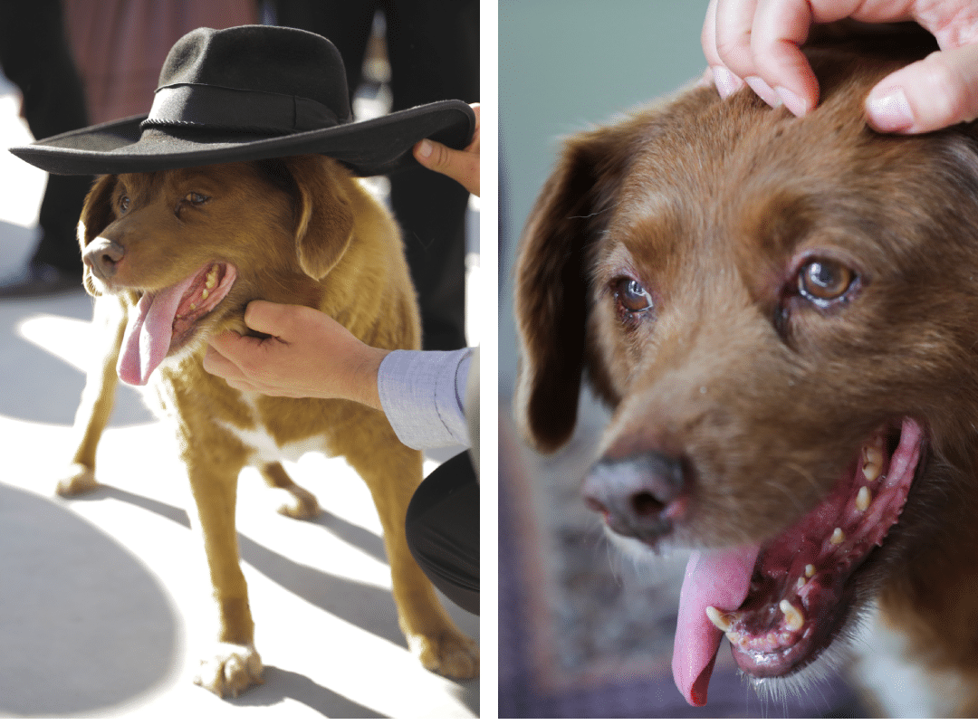Bobi, « le plus vieux chien du monde », vient de fêter ses 31 ans - Le  Parisien