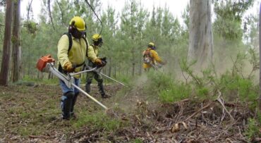 Les entreprises forestières accusent l’État de les priver du droit au travail
