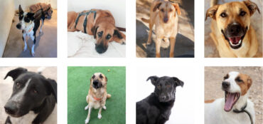 Animal Rescue Algarve organise une campagne d’adoption d’animaux à Tavira Gran-Plaza