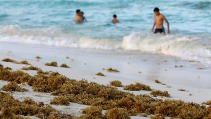 Les accumulations d’algues sur la côte de l’Algarve pourraient être le signe d’un déséquilibre de l’écosystème