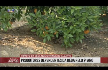 Les producteurs d’agrumes de l’Algarve prévoient une baisse de la production en raison de la sécheresse