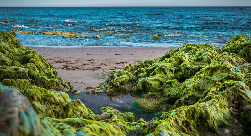 Des chercheurs appellent les citoyens à aider à étudier les algues envahissantes sur les plages de l’Algarve
