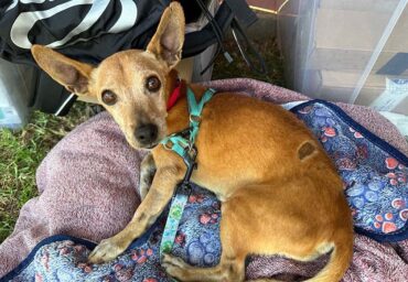 Animal Rescue Algarve vole les cœurs lors de la fête des communautés d’Almancil