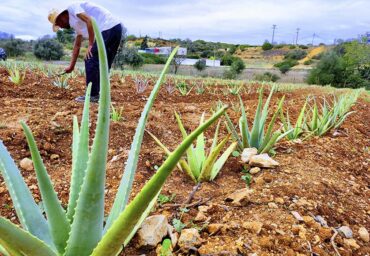 Aloegarve : la nouvelle marque de cosmétiques bio à l’Aloe vera d’Algarve