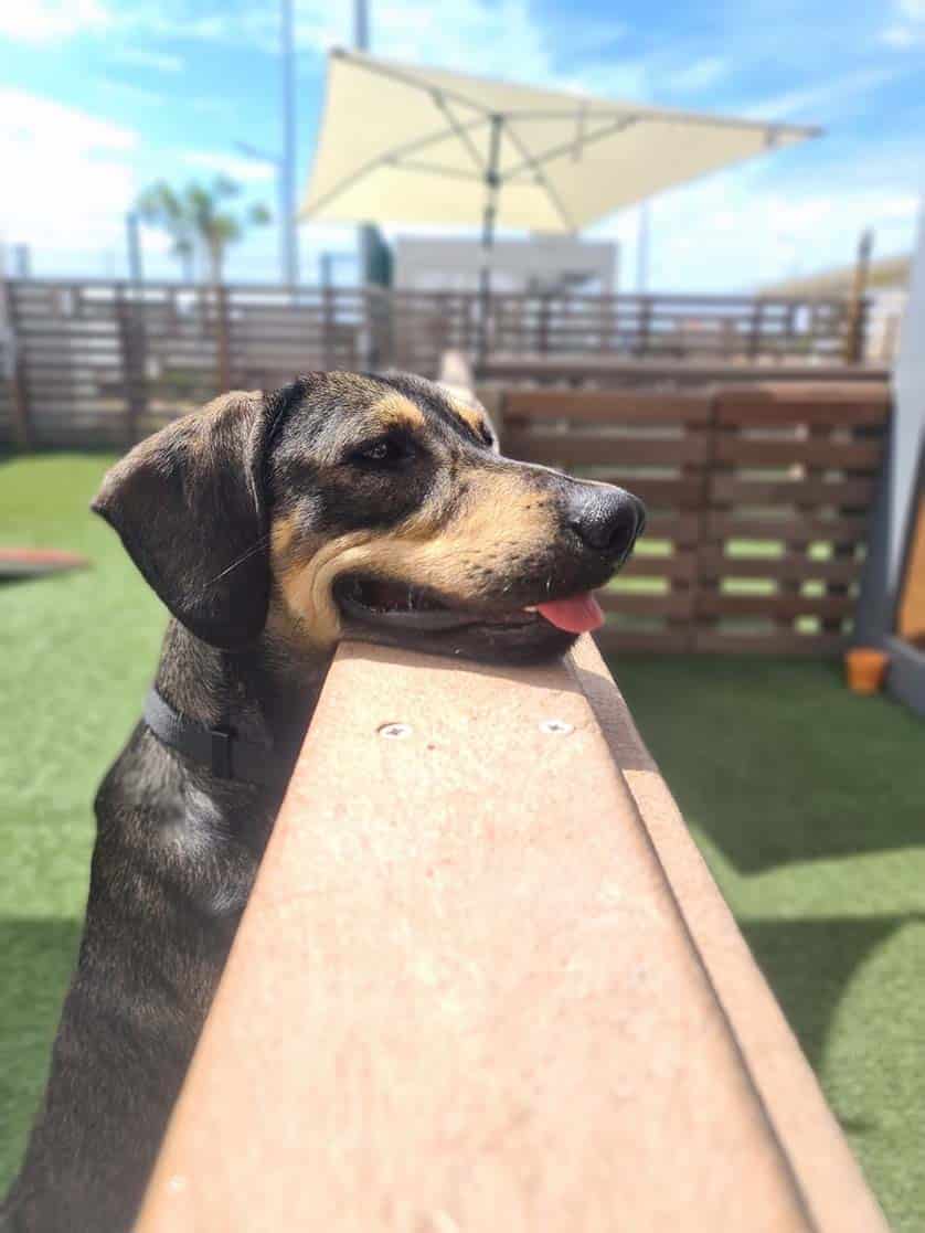 Le chien le plus cool de l'Algarve (3)