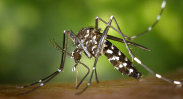 L’impact du moustique tigre asiatique en Algarve est « encore incertain »