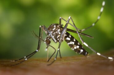 Des chercheurs ciblent un moustique porteur de maladies trouvé en Algarve