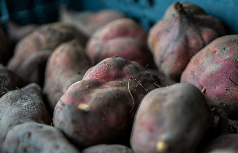 Home sweet home : le festival de la patate douce d’Aljezur revient ce mois-ci !
