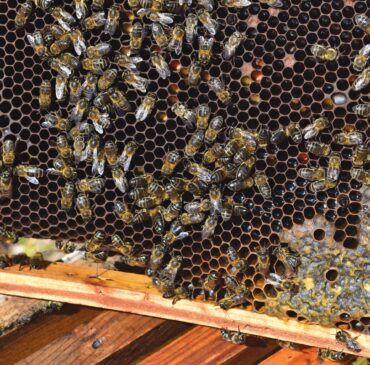 Les apiculteurs de l’Algarve dans la deuxième année de sécheresse dénoncent le manque de soutien de l’État