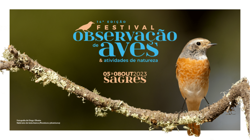 Le Festival d’observation des oiseaux revient à Sagres entre le 5 et le 8 octobre