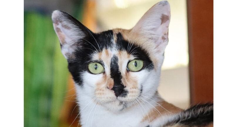 Carvoeiro Cat Charity organise un dîner de collecte de fonds