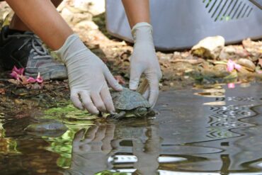 Neuf tortues relâchées au site de beauté de Loulé Fonte Benémola