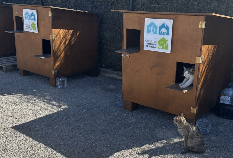 Tavira installe quatre abris pour chats