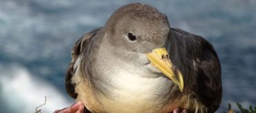 L’île des Açores éteint les lumières pour protéger les oiseaux marins en voie de disparition