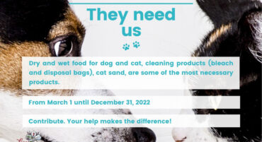 L’union paroissiale de Lagoa-Carvoeiro lance une campagne de dons pour animaux