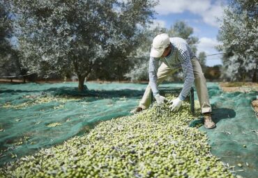 Les huiles d’olive d’Algarve remportent des prix internationaux